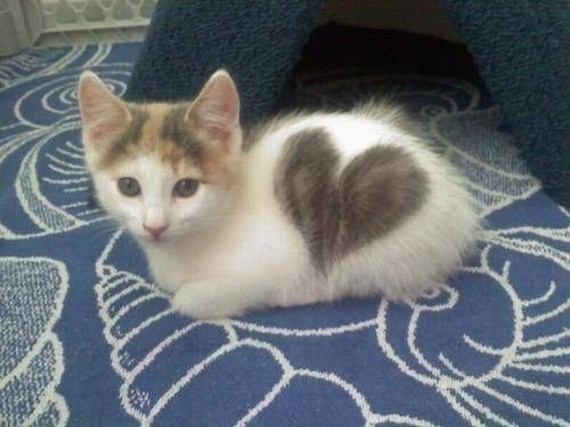 loving-kitten