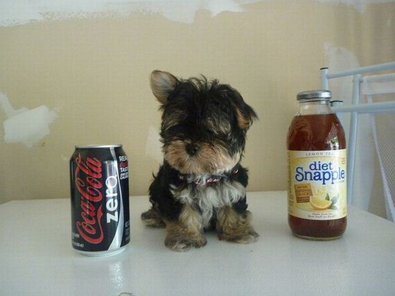 mini-puppy