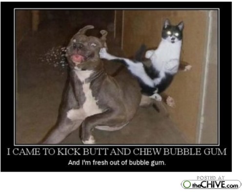 ninja-kitten