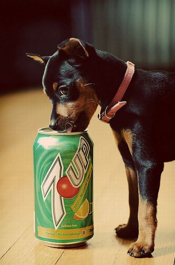 yumm-puppy