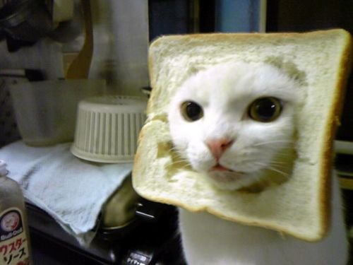 Inbread-Cat