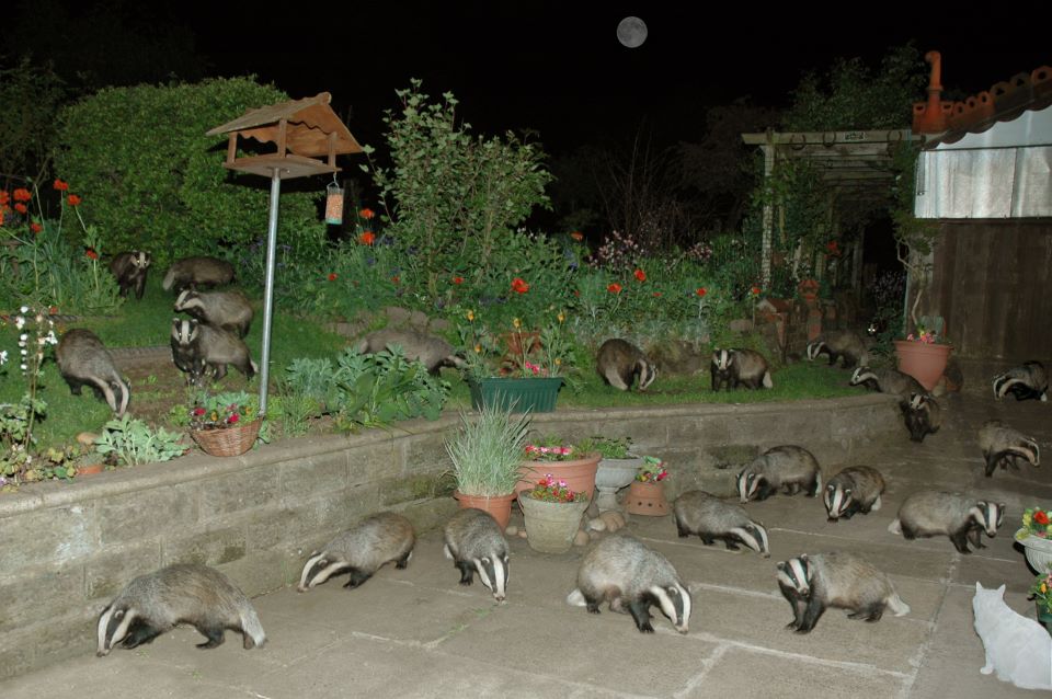 badger