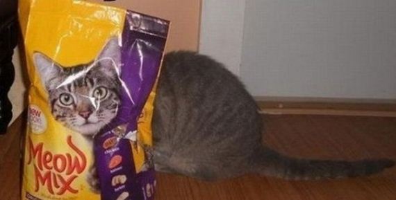 hiding-cat