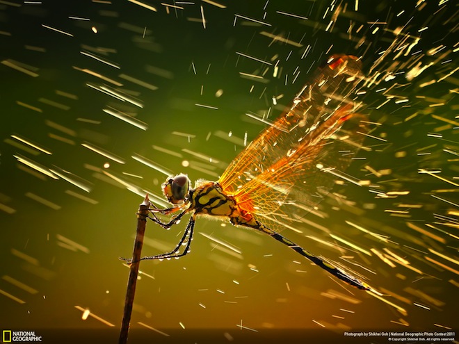 dragonfly-in-the-rain-by-shikhei-goh-660
