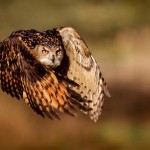 eagle-owl-flight-mark-bridger