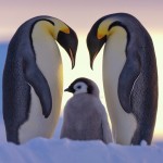 emperor-panguins-love-claus-possberg