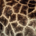 giraffe-pattern-puzzle-benjamin-bronselaer