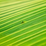 hidden-gecko-lorenzo-menendez
