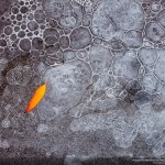 leaf-on-ice-judith-zimmerman