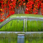 nature-always-wins-simon-belham
