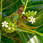 noni-nectar-chandra-sherin
