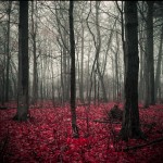 red-forest-creepy-amirhassan-farokhpour