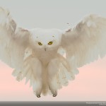 snowy-owl-Barbara-Fleming