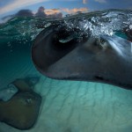 stingray-grand-cayman-gazzaroli-claudio