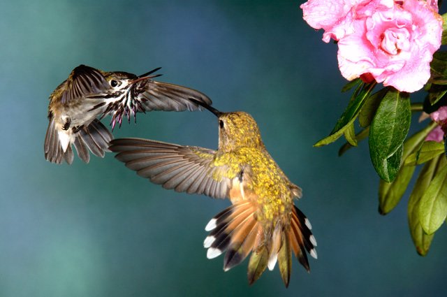 two-hummingbirds-who-had-never-met