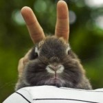 Bunny Ears