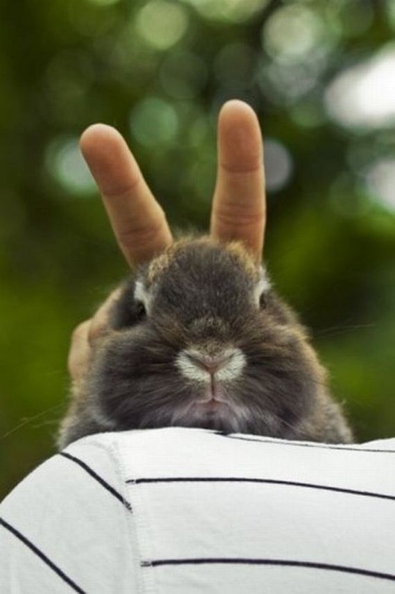 bunny-ears