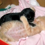 cat-loves-puppy-1