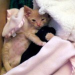 cat-loves-puppy-2