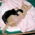 cat-loves-puppy-3