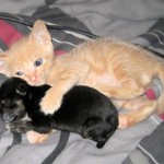 cat-loves-puppy-4