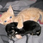 Cat loves his puppy!