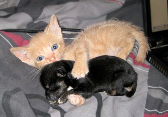 cat-loves-puppy-5