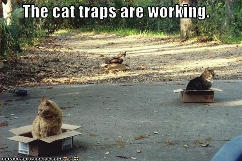 [Image: cat-traps-aka-boxes.jpg]