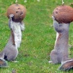 These squirrels are nuts