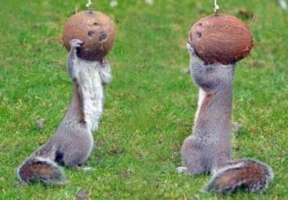 coconut-squirrels
