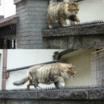 True love cat