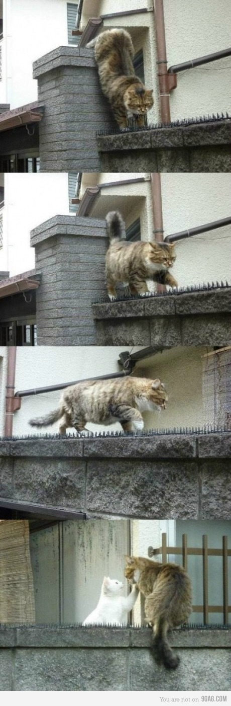 true-love-cat