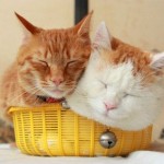 Two cats share a basket
