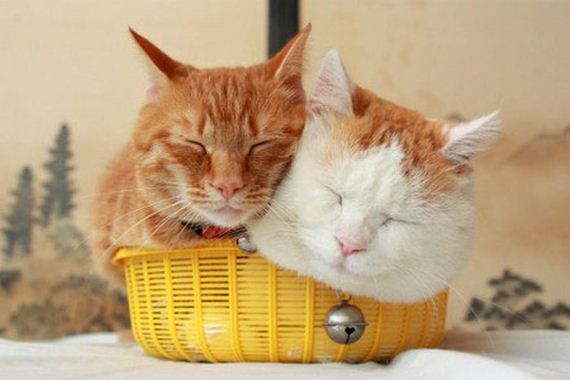 Two cats share a basket