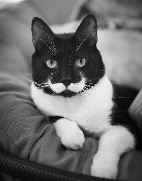 moustache-cat