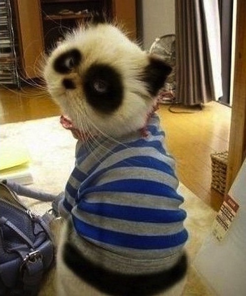 panda-cat