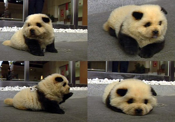 panda_dog