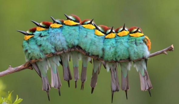fuzzy-caterpillar