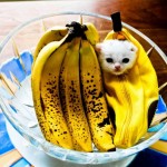 Banana kitten