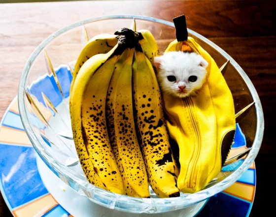 banana kitten