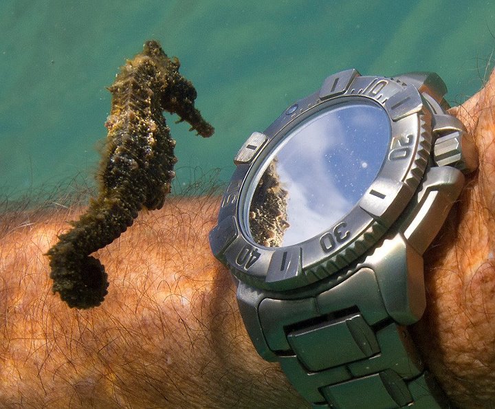 vain-seahorse
