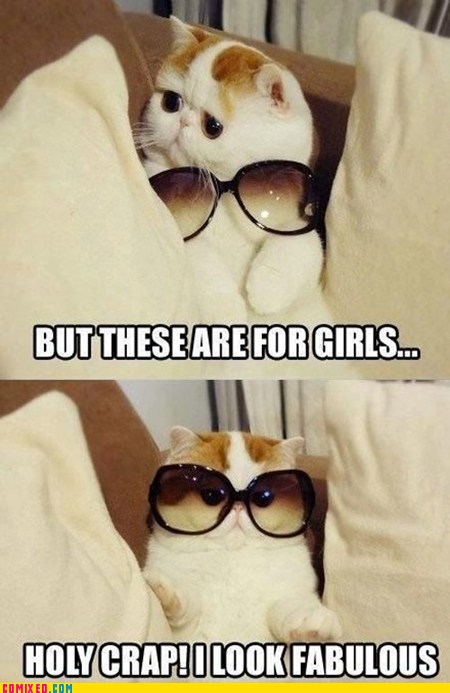 cat sunglasses gif