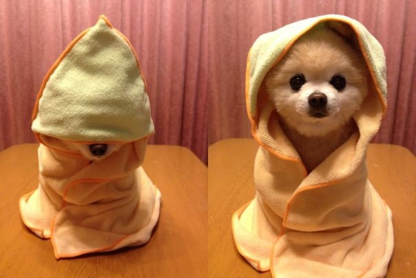 little-cute-assassin