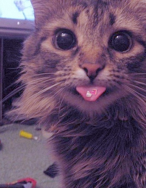 nom