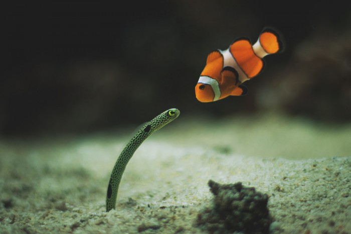 have-you-seen-my-son-nemo