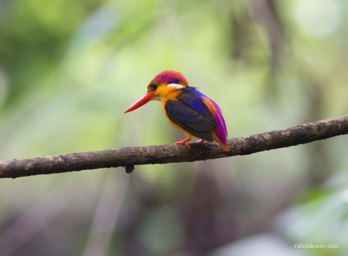 rare-kingfisher