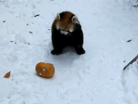 Red Panda used Headbutt it's not very effective