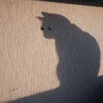 perfectly-timed-photos-3