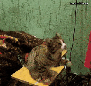 pet-me-human