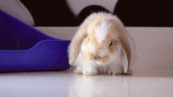 sleepy-bunny